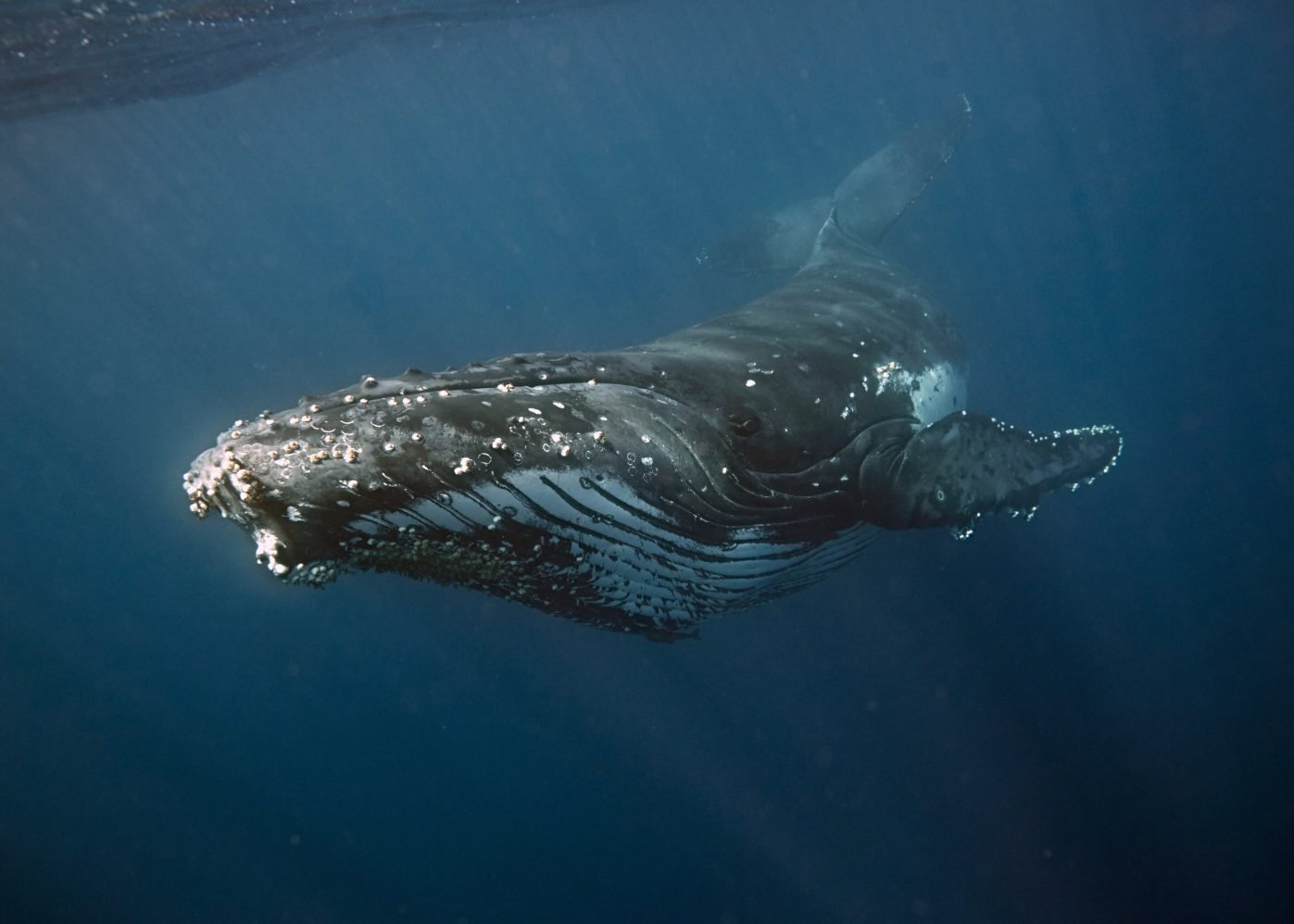 Sean_Fennessy_Tonga_Whales_008F