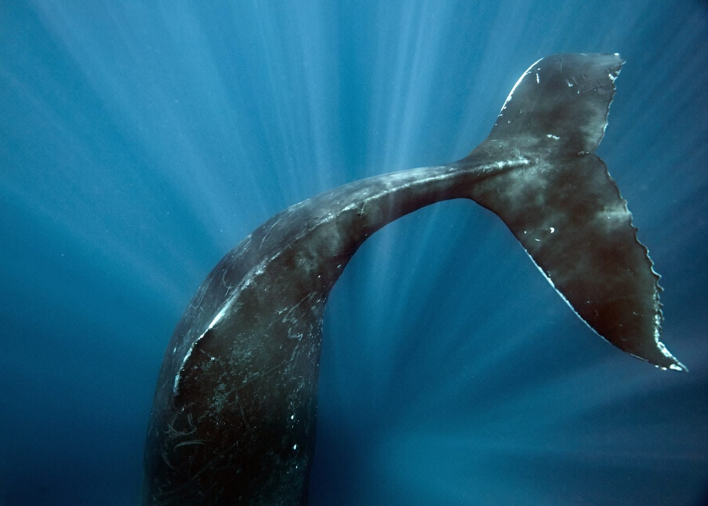 Sean_Fennessy_Tonga_Whales_011H