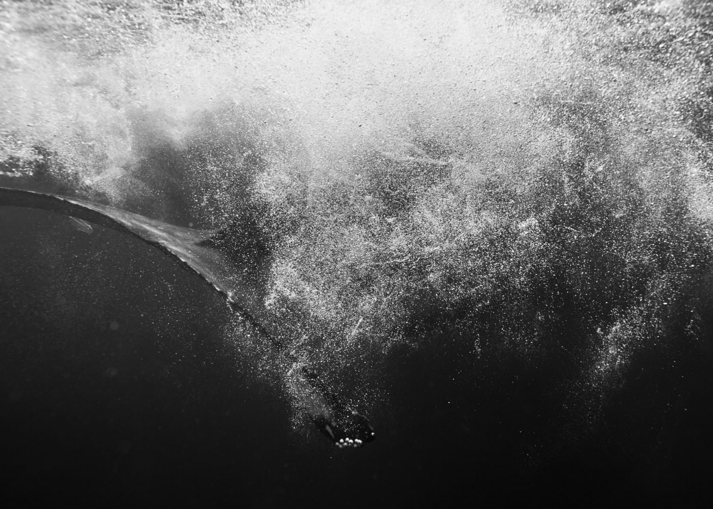 Sean_Fennessy_Tonga_Whales_014G